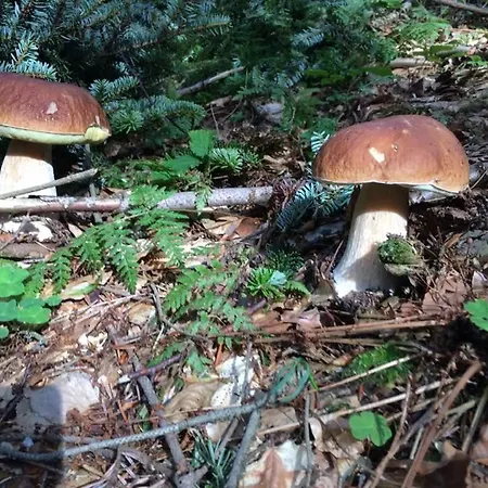 Κατάλυμα σε φάρμα Buczynowe Wysowa-Zdrój