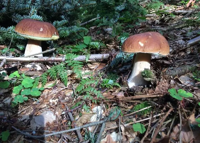 בית חווה Buczynowe Wysowa-Zdrój